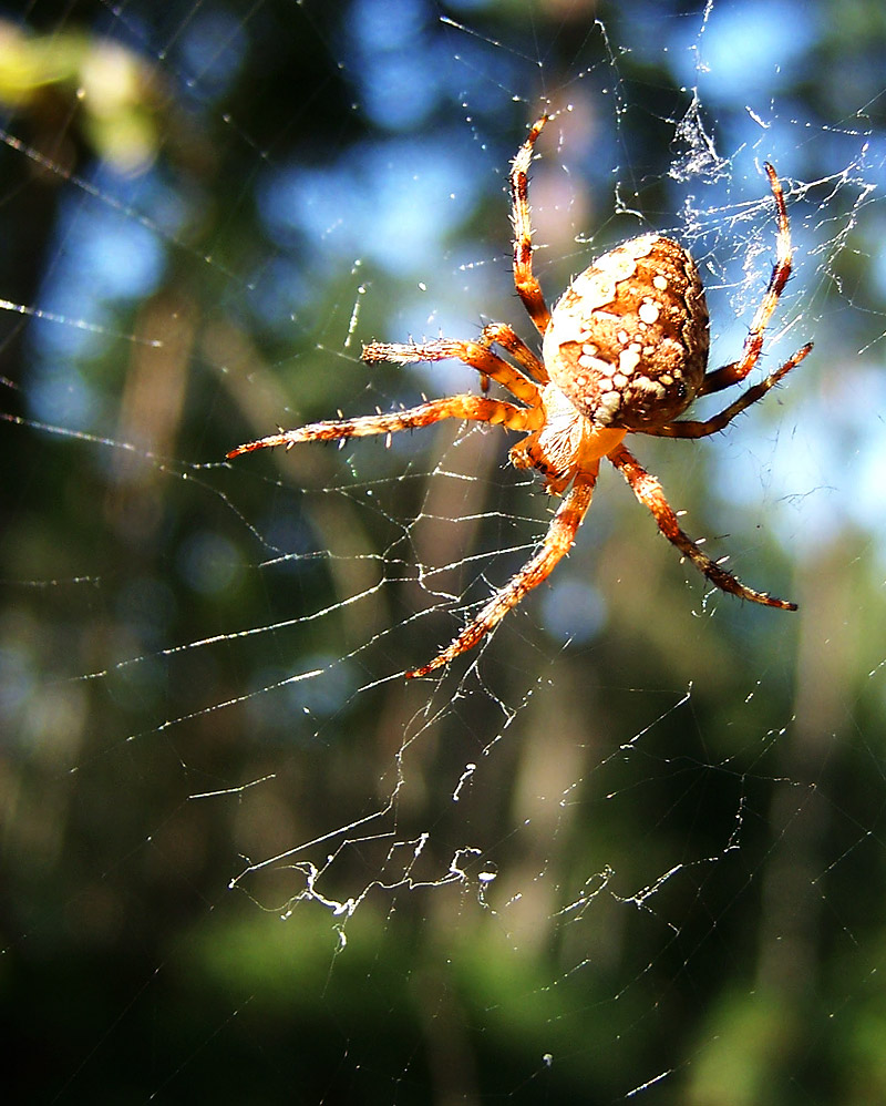 La nature généreuse Image